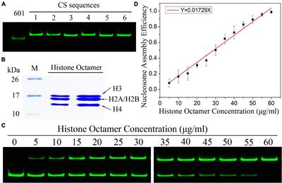 Nucleosome Assembly and Disassembly in vitro Are Governed by Chemical Kinetic Principles